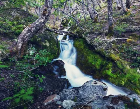 In Person: Summer Solstice Plant Walk in the Mountains — June 21st